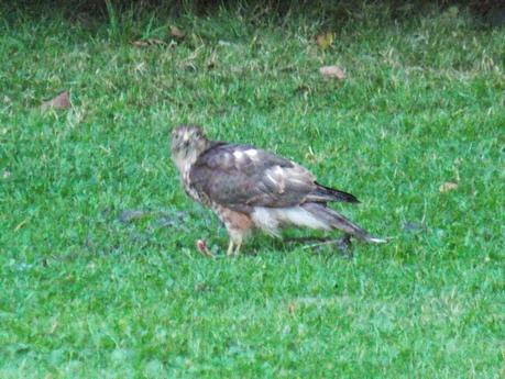 Un épervier mange un merle sur ma pelouse