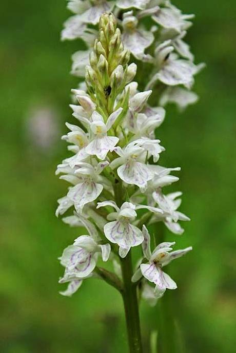 Plantes rares ou peu fréquentes, dans les carrières d'Euville-Vignot