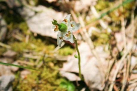Plantes rares ou peu fréquentes, dans les carrières d'Euville-Vignot
