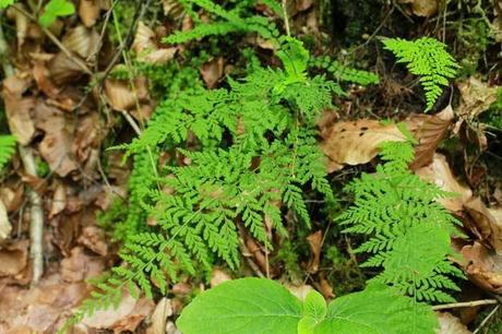 Plantes rares ou peu fréquentes, dans les carrières d'Euville-Vignot