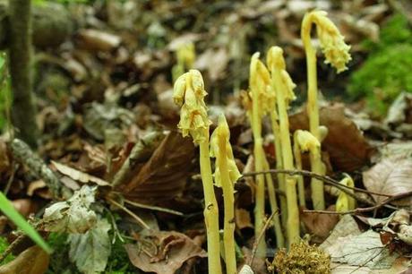 Plantes rares ou peu fréquentes, dans les carrières d'Euville-Vignot