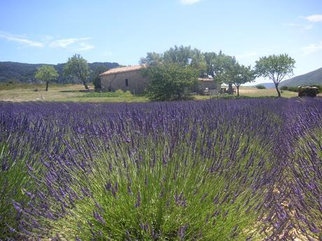 Lavender Field Provence France 021 La lavande, lor bleu de la Provence.