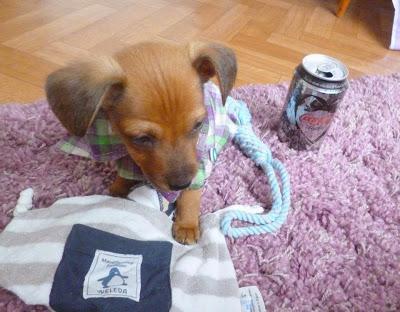 Mon mini chien : chihuahua croisé pinsher nain