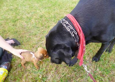 Mon mini chien : chihuahua croisé pinsher nain