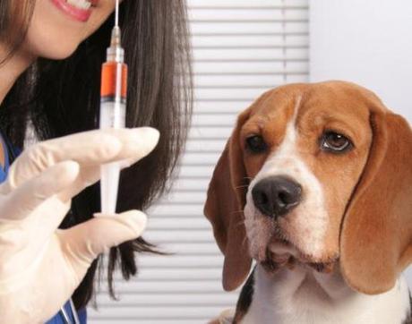 vaccin-chien-le-clos-du-poste