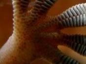 PLAIES HUMIDES: gecko inspire nouveaux pansements Journal Applied Physics