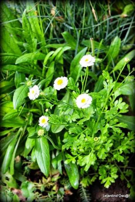 Seeds et Bilan de mes semis...