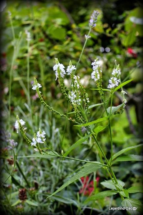Seeds et Bilan de mes semis...