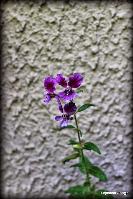 Seeds et Bilan de mes semis...