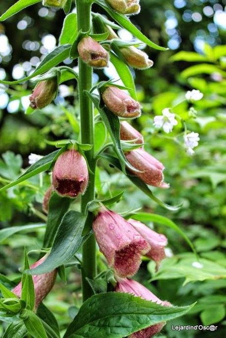 Seeds et Bilan de mes semis...