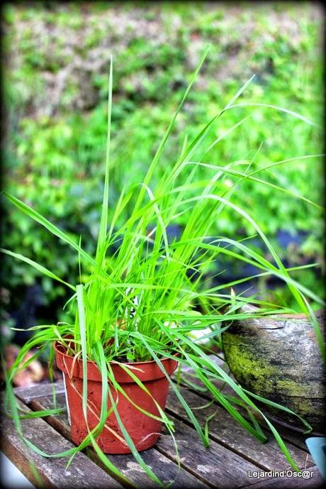 Seeds et Bilan de mes semis...