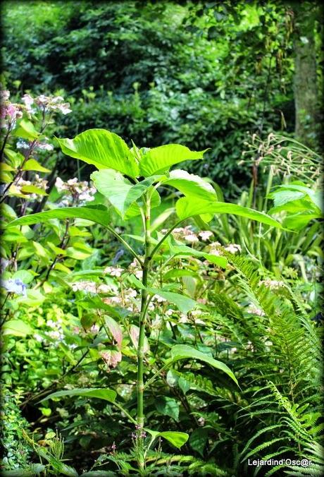 Seeds et Bilan de mes semis...