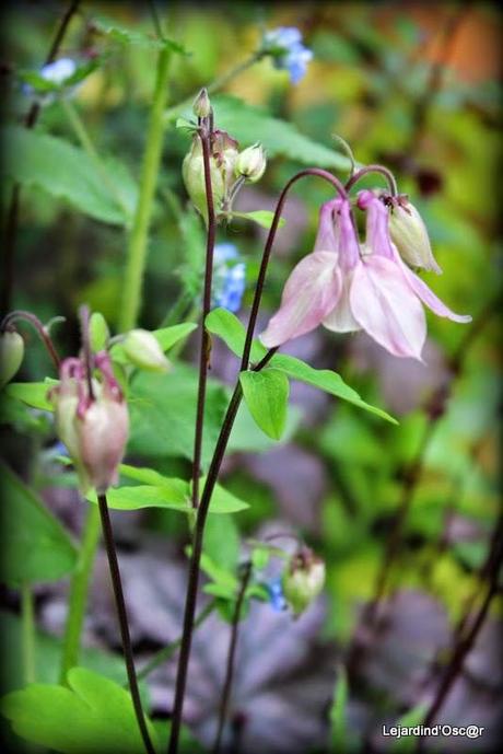 Seeds et Bilan de mes semis...