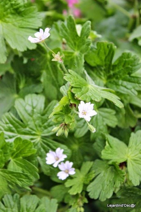 Seeds et Bilan de mes semis...