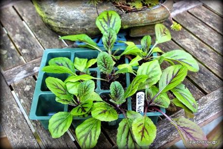 Seeds et Bilan de mes semis...