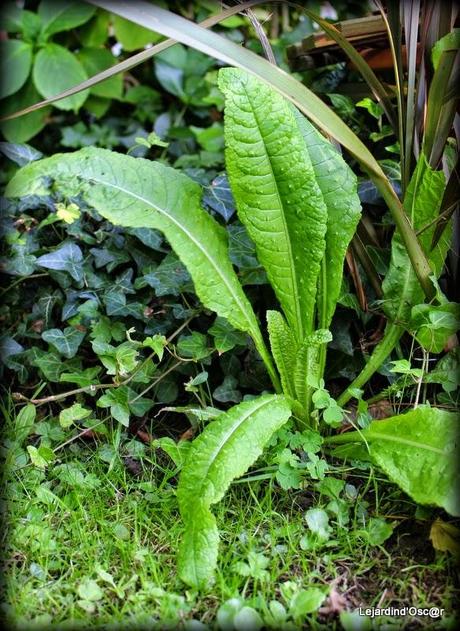 Seeds et Bilan de mes semis...