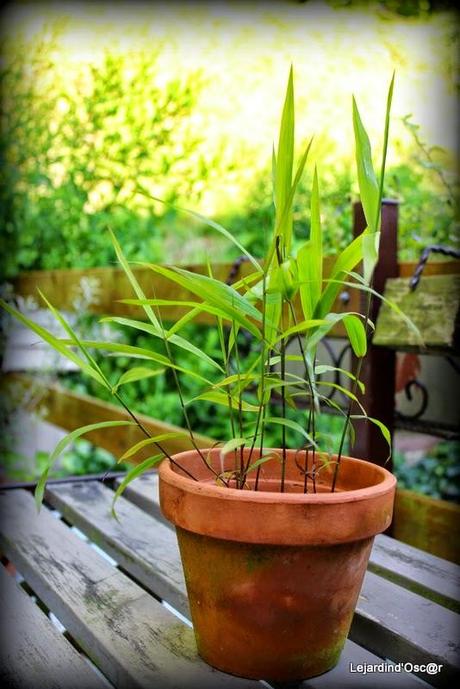 Seeds et Bilan de mes semis...