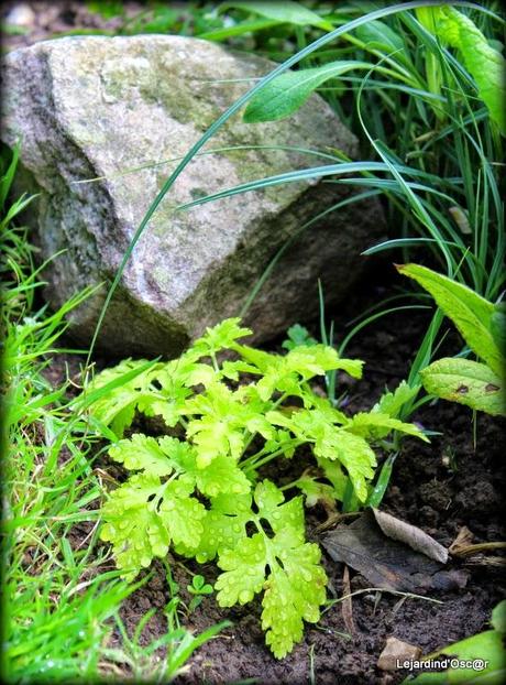Seeds et Bilan de mes semis...