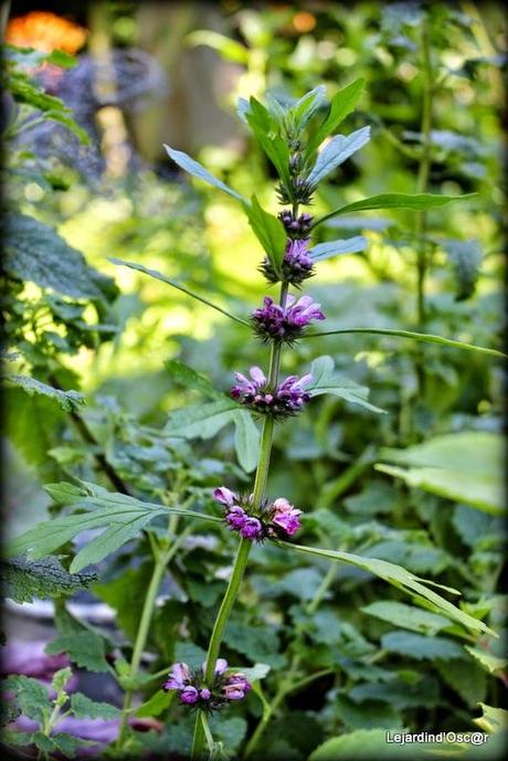 Seeds et Bilan de mes semis...