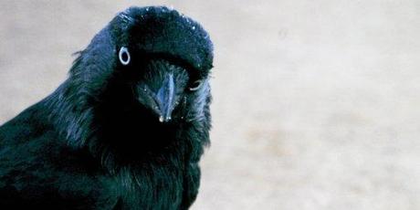 L'intelligence des corbeaux