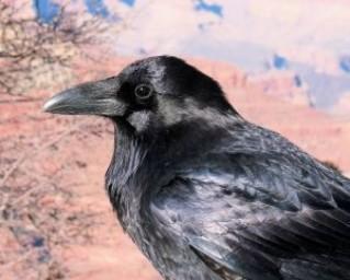 L'intelligence des corbeaux
