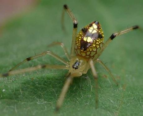Thwaitesia_Spider araignees jolie belle couleur miroir mogwaii (6)