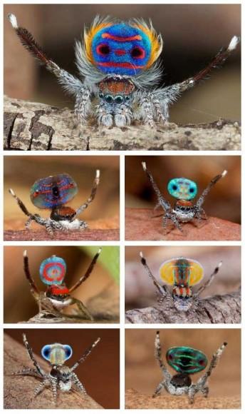 araignees jolie belle couleur spider pretty mogwaii (10)