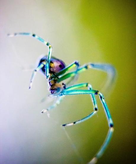 araignees jolie belle couleur spider pretty mogwaii (5)