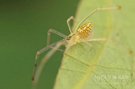Thwaitesia_Spider araignees jolie belle couleur miroir mogwaii (5)