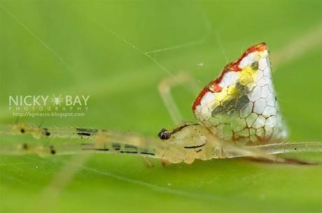 Thwaitesia_Spider araignees jolie belle couleur miroir mogwaii (4)