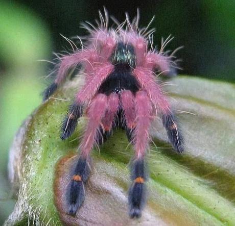 araignees jolie belle couleur spider pretty mogwaii (20)