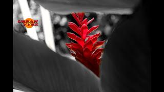 RED VYBZZ SAMPLE (urbanvybz aout 2k14)