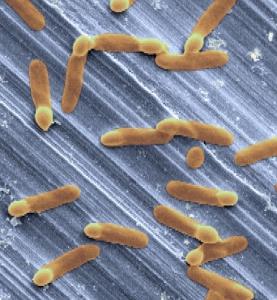 ALLERGIES ALIMENTAIRES: Les bactéries Clostridium viennent à la rescousse – PNAS
