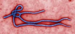 Ebola, le coût de la maladie