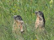 Marmottes dans vent…