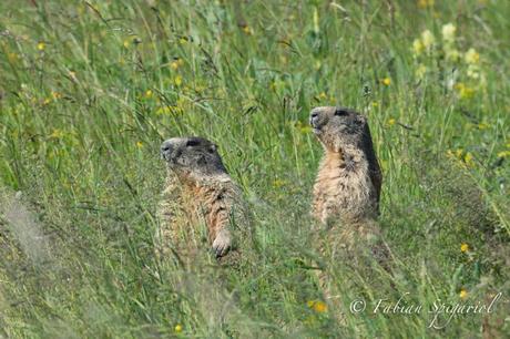 Marmottes dans le vent…