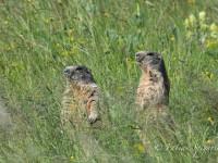 Marmottes dans le vent…