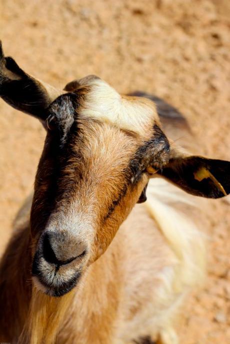 Cocktail nautique à l’UCPA d’Almirida – Crète UCPA almyrida crete
