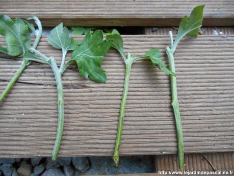 Commérages sur le jardin