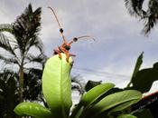 Thaïlande, Alien Coke [HD]