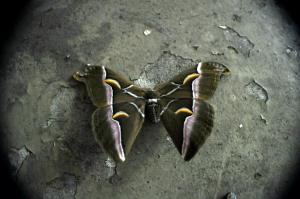 Papillon Mort