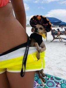 chien a la plage