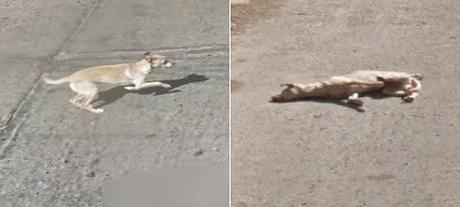 Une voiture Google Street View renverse un chien au Chili.
