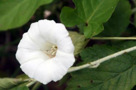 3 calystegia romi 15 juin 2010 058.jpg