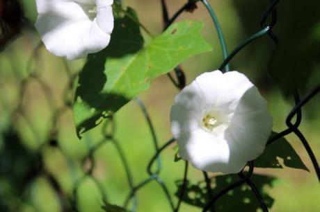 1 calystegia romi 31 aoûtv  2014 058.jpg
