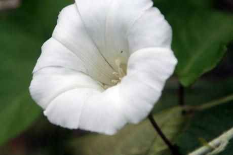4 calystegia romi 15 juin 2010 059.jpg