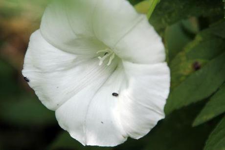 5 calystegia romi 5 juin 2011 054.jpg