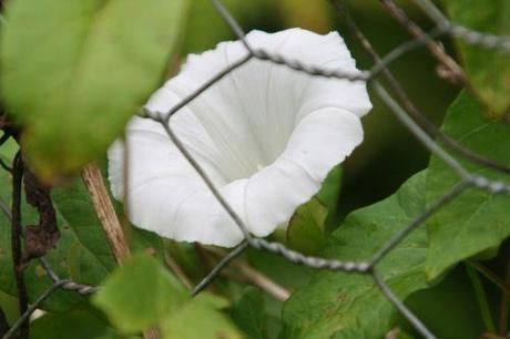 2 calystegia romi 27 juil 011.jpg