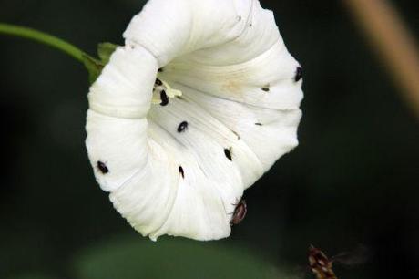 calystegia sepium romi 18 juin 2014 (2).jpg