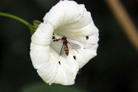 calystegia sepium romi 18 juin 2014 (5).jpg